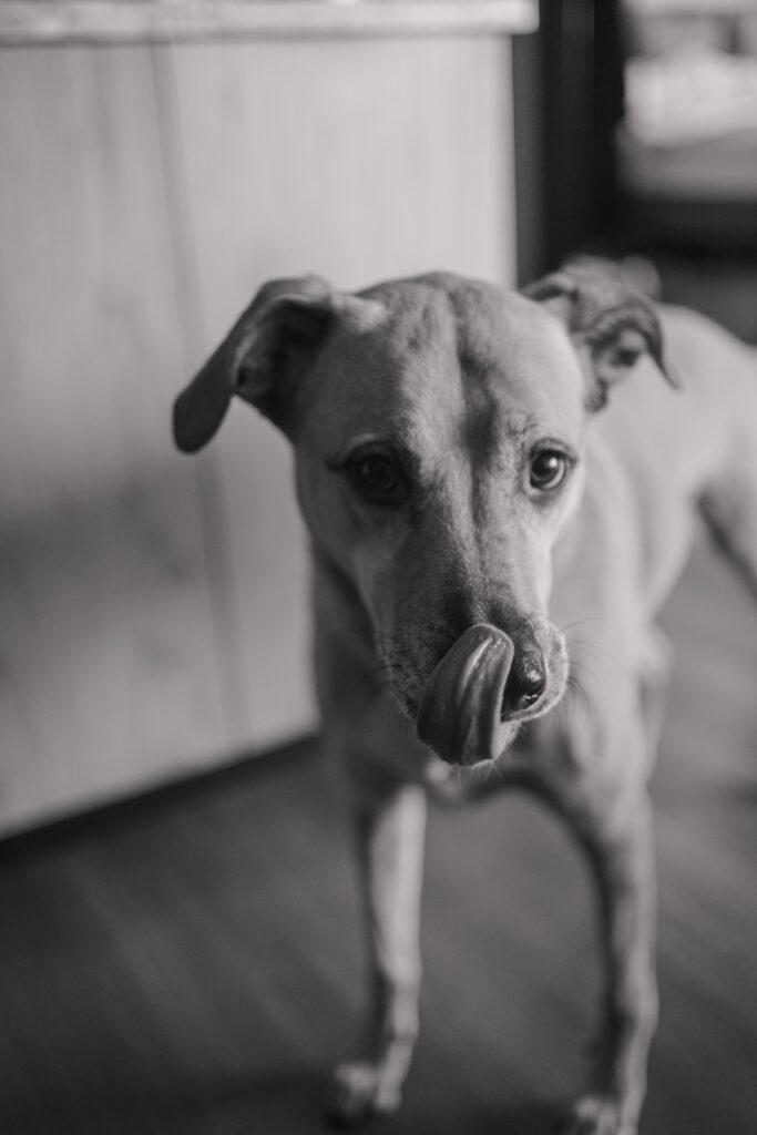 How to elope with a dog in Colorado. Planning you adventure elopement in Colorado with your dogs. The best locations, how to train your dog, and plan your day.